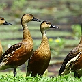 Wandering Whistling Ducks<br />Canon EOS 7D + EF300 F2.8L III + EF1.4xII